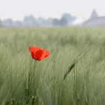 Fiori_DSCN1541