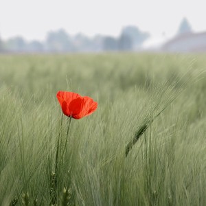 Fiori_DSCN1541