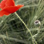 Fiori_DSCN1616_Bis 1