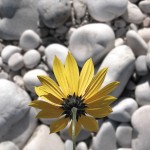 Fiori_DSCN2341_Bis