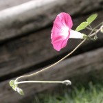 Fiori_DSCN2396_Bis