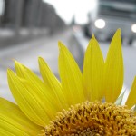Fiori_DSCN3321