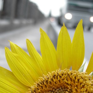 Fiori_DSCN3321