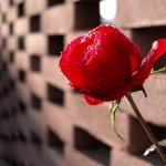 Fiori_DSCN3741