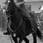 Maremma_DSC4704