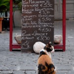 Maremma_DSC4812