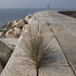 Pellestrina_DSCN2676
